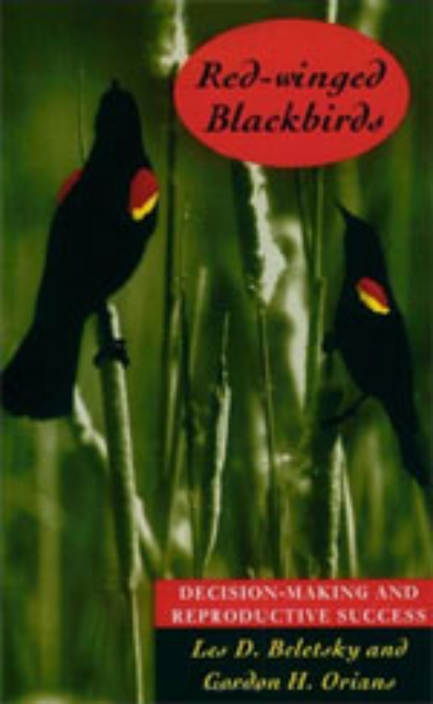 Red-winged Blackbirds