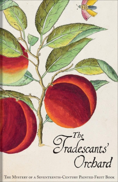 The Tradescants’ Orchard: The Mystery of a Seventeenth-Century Painted Fruit Book