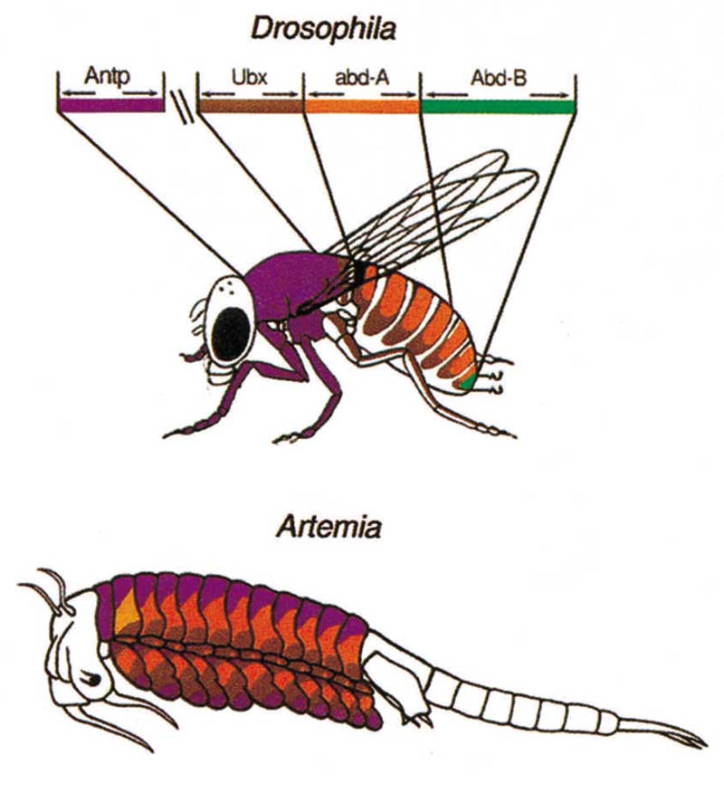 Evolution of Hox gene regulation and the crustacean and insect body plans